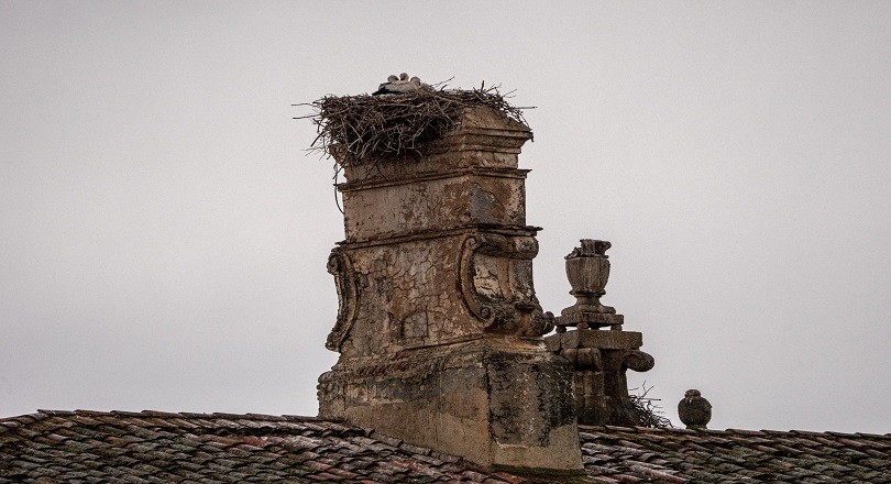 How To Get Birds Out Of Your Chimney