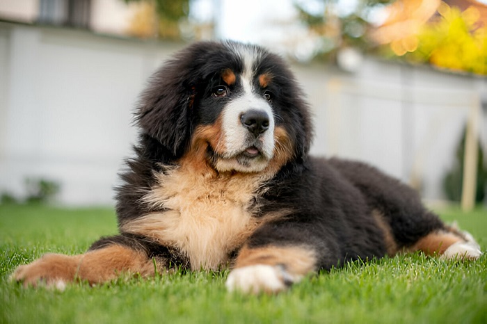 Bernese Mountain Dogs Shed