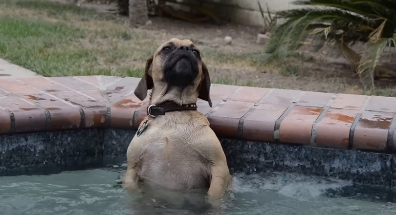 Can A Dog Go In A Hot Tub