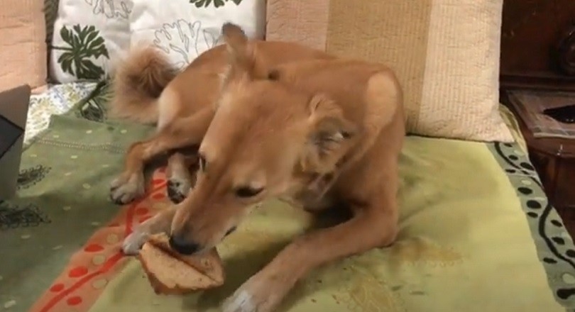 Can Dogs Eat Cinnamon Toast Crunch