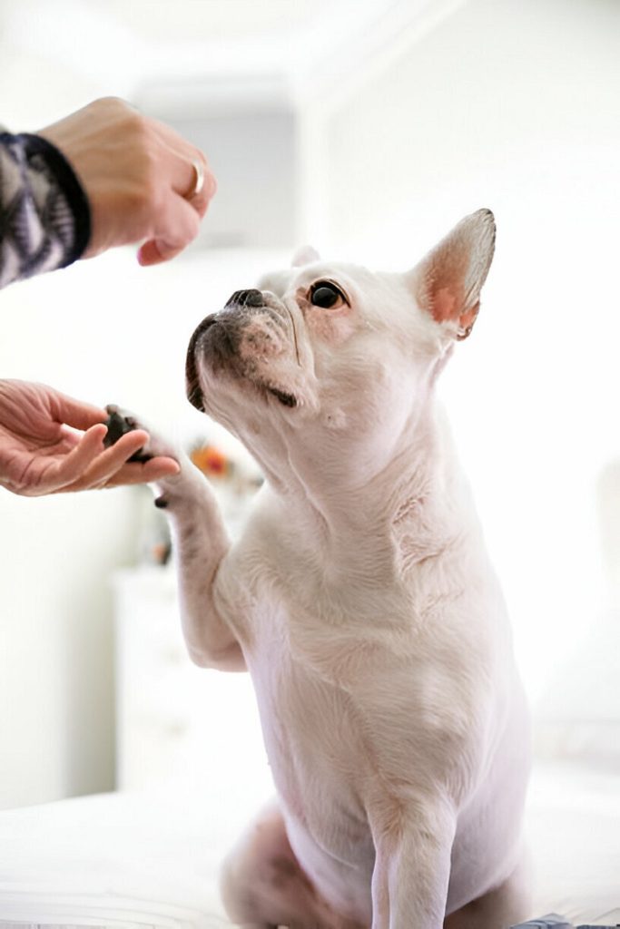 Safe To Wear Perfume Around Pets