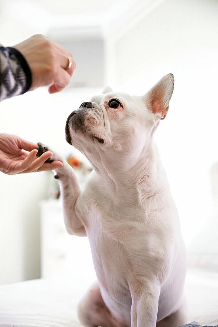 is-perfume-dangerous-for-pets-exploring-the-risks-and-safety-measures