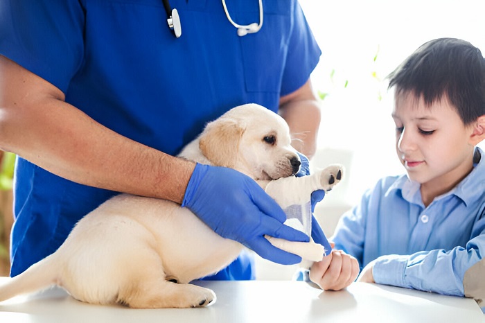 Safety Of Polysporin For Canine Use