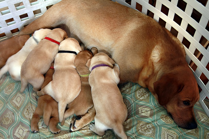 The Instinctual Behavior Of Maternal Canines