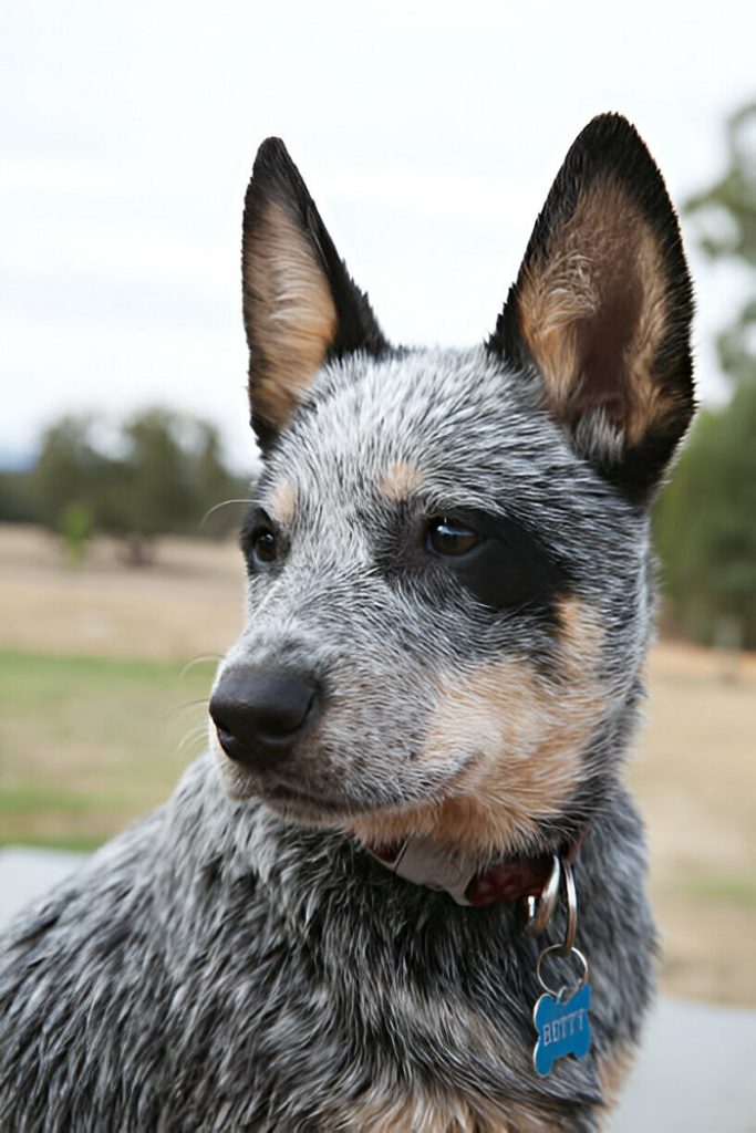 The Shedding Traits Of Australian Cattle Dogs
