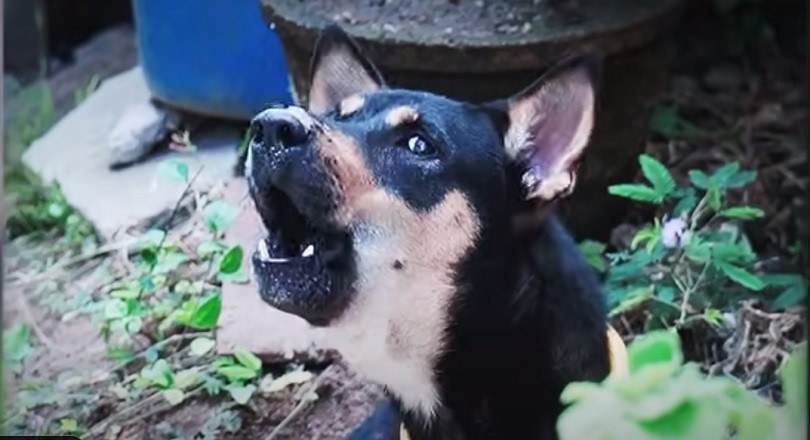 What Frequency Is A Dog Whistle Expert Advice For Pet Owners 