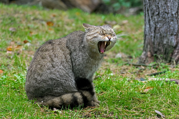 Bobcat Behavior And Territorial Instincts