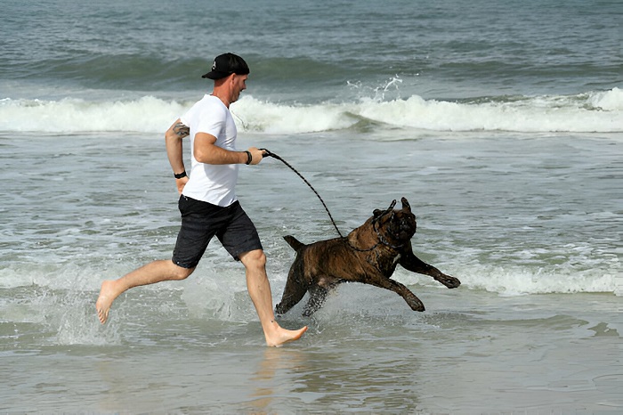 Canine Beach Guidelines In Jacksonville