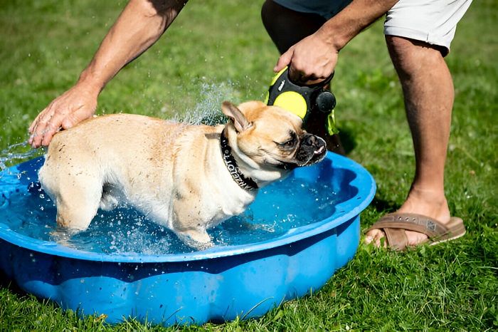 Dog Go In A Hot Tub