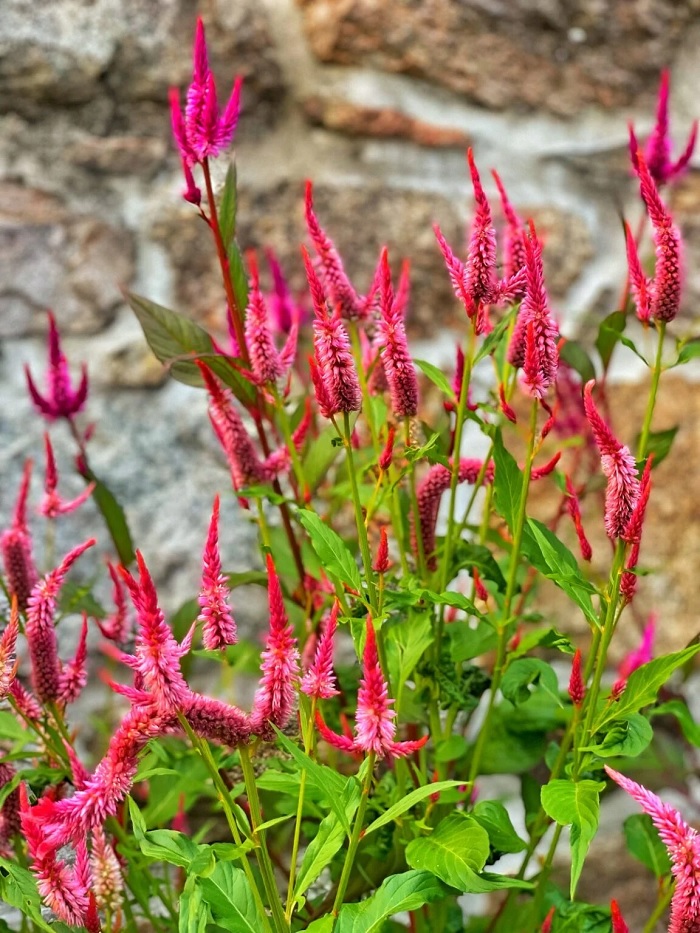 Introduction To Celosia And Pet Safety