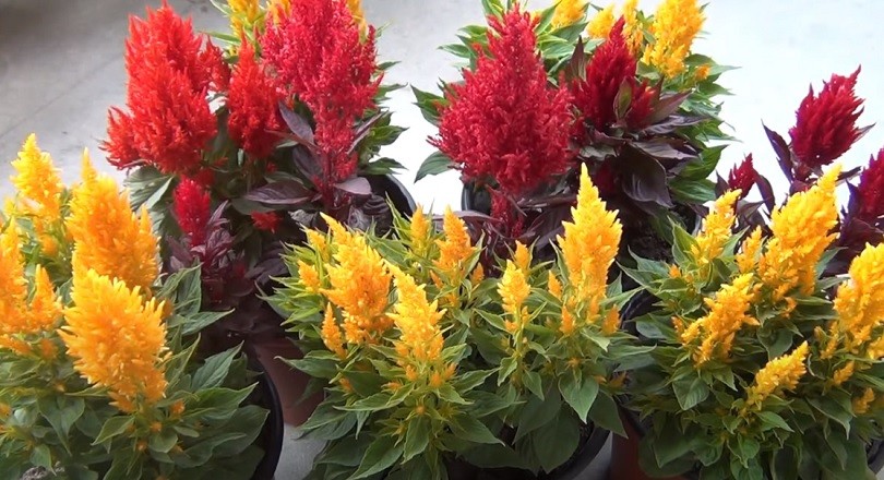 Is Celosia Poisonous To Dogs