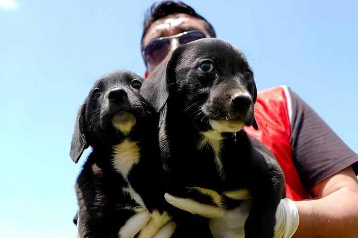 Legal Framework For Stray Dog Adoption