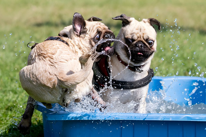 Safety Concerns For Dogs In Hot Tubs