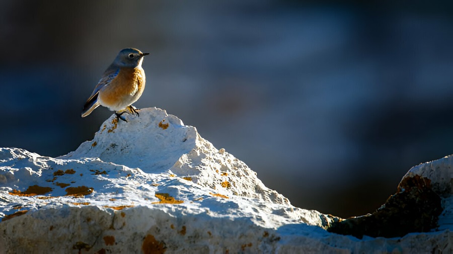 Ascent in Different Bird Species