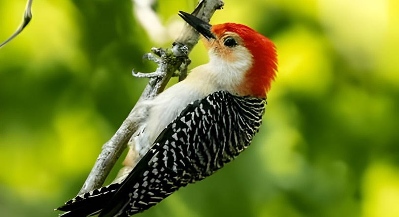 Black and White Birds with Red Heads