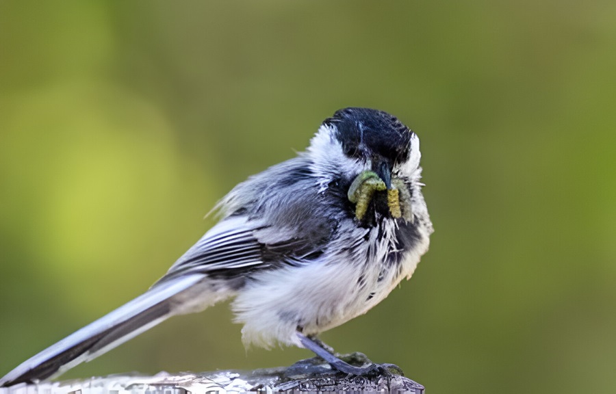 Black-capped Chickadee