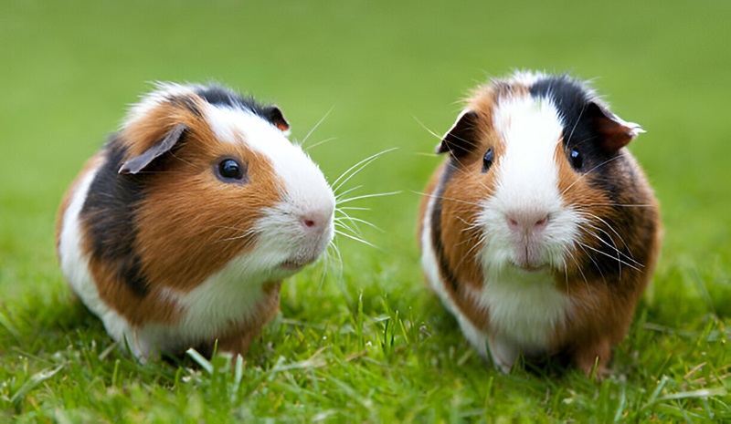 Guinea Pigs Diet And Nutrition