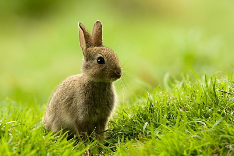 Nature of Rabbits: How They Interact and Communicate