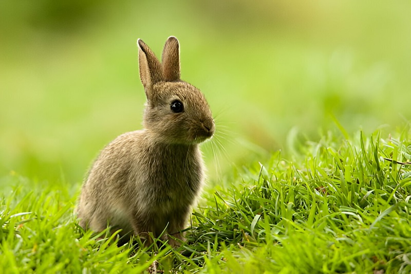 Know The Rabbit Behavior