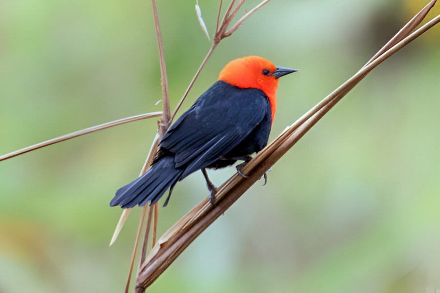 Scarlet-headed Blackbird