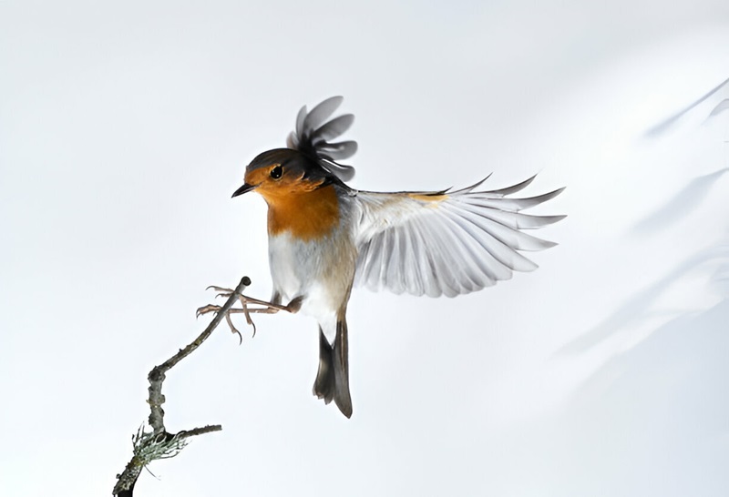The Intricacies Of Bird Behavior