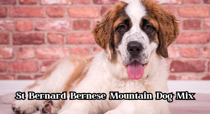 St Bernard Bernese Mountain Dog Mix