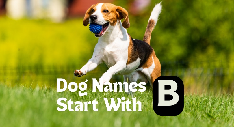 200 Best Dog Names That Start With B