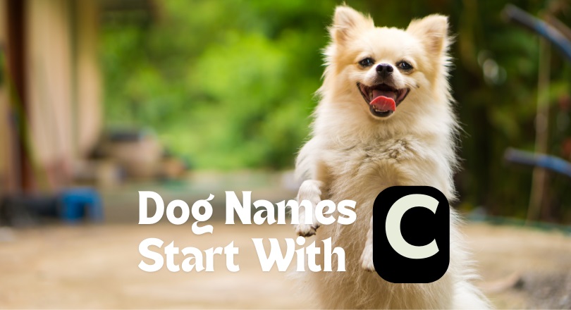 dog names that start with c