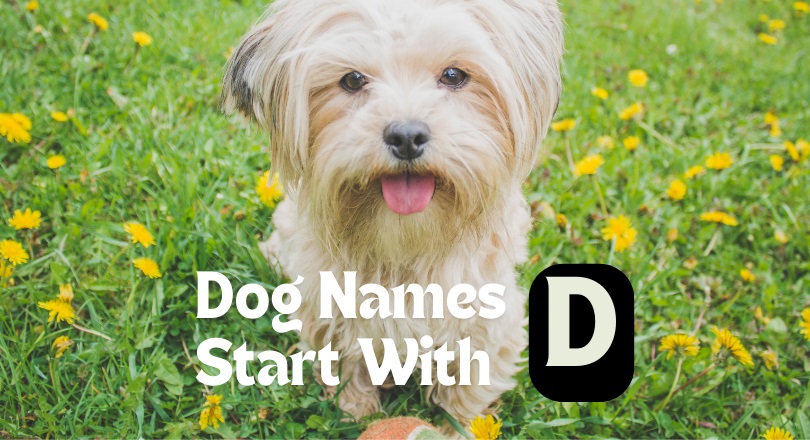 dog names that start with d