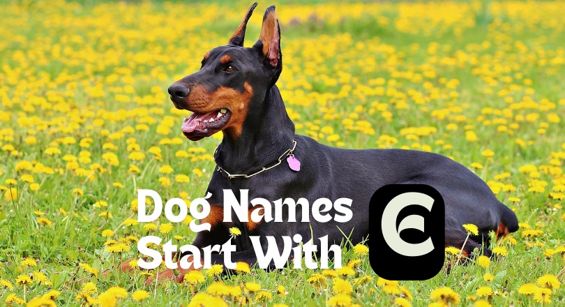 dog names that start with e