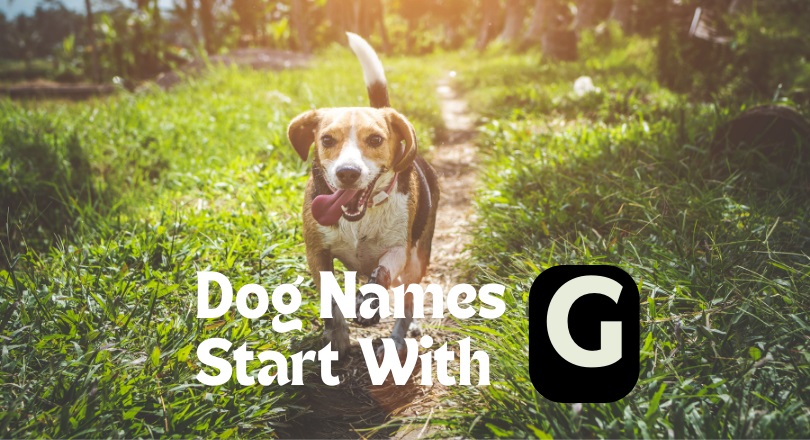 dog names that start with g