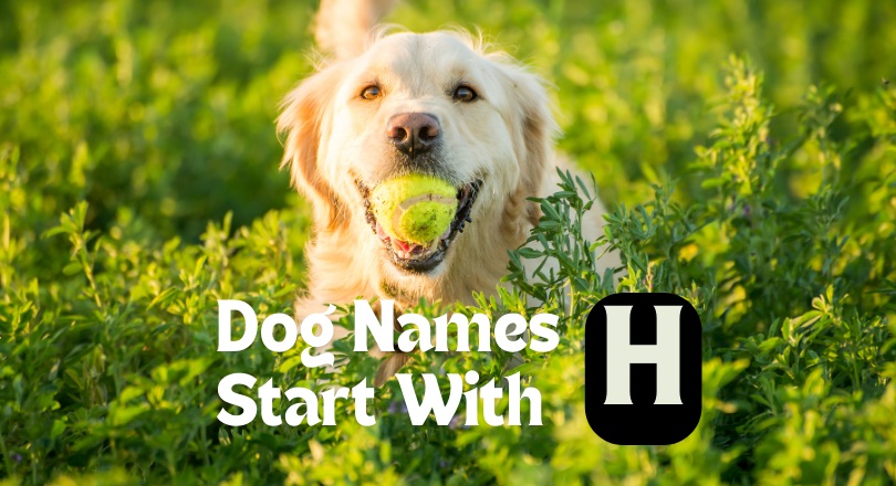 dog names that start with h