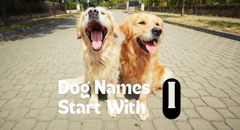 200 Trendy Dog Names That Start With I