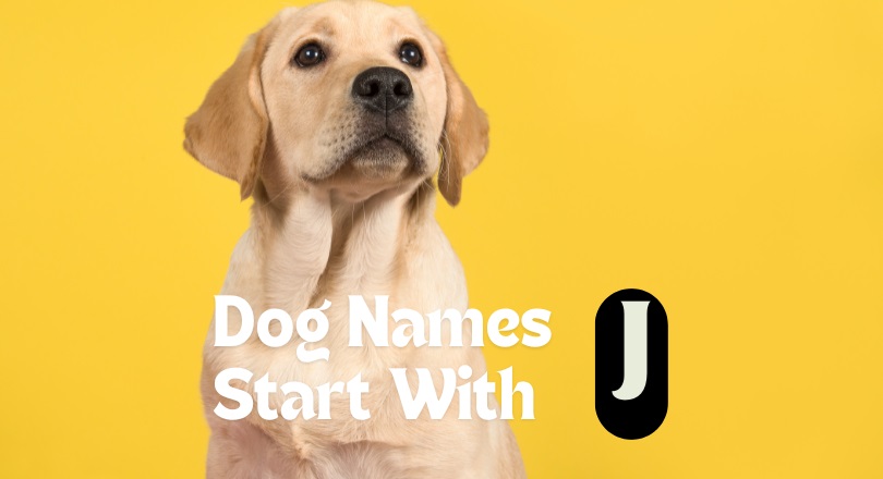 dog names that start with j