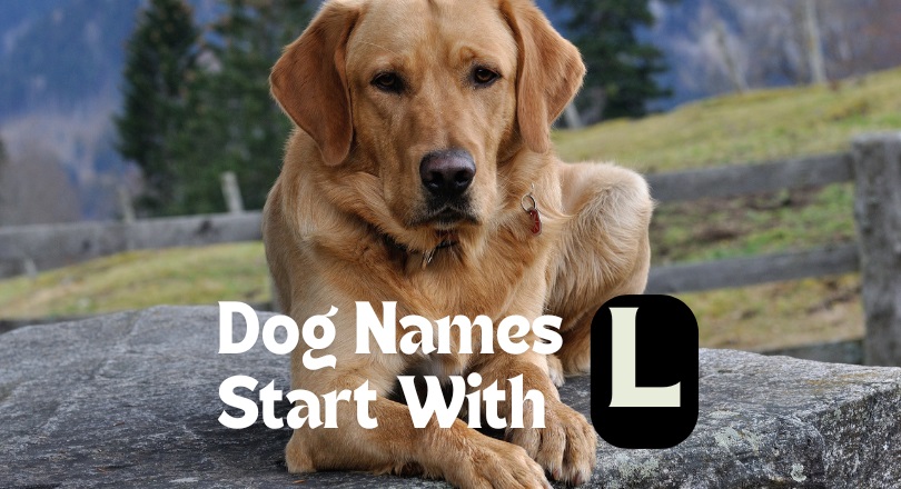 dog names that start with l