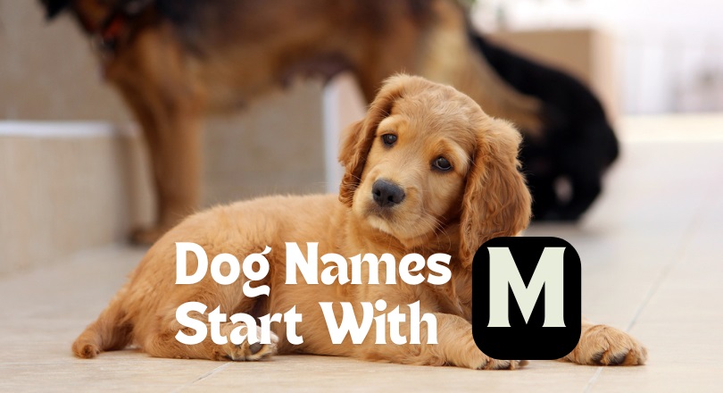 dog names that start with m