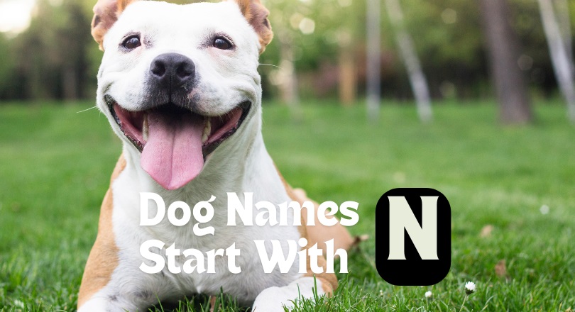 dog names that start with n