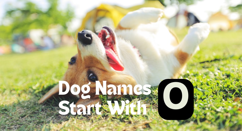 dog names that start with o