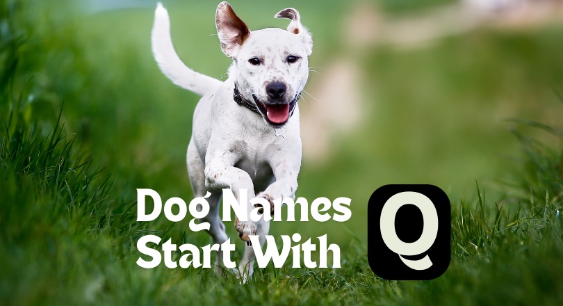 dog names that start with q