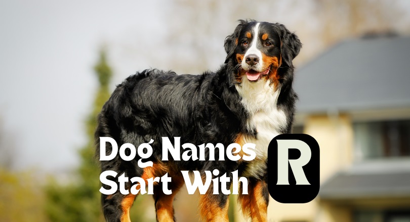 dog names that start with r