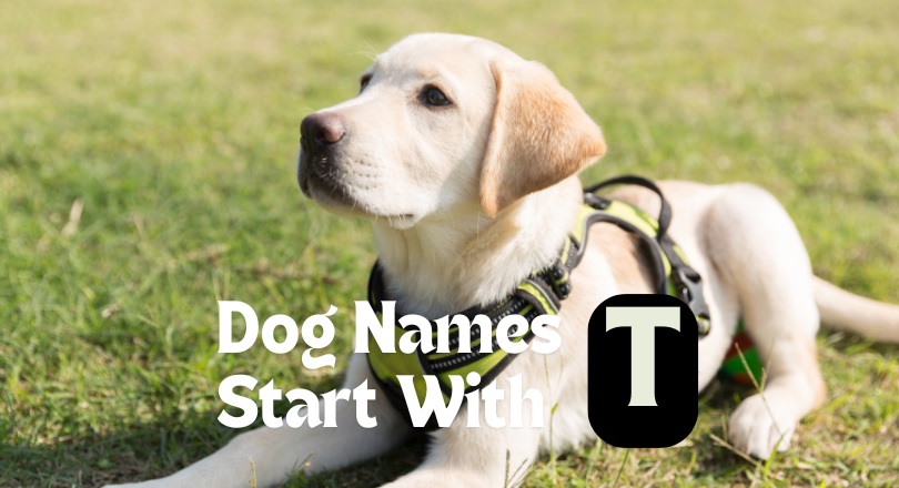 dog names that start with t