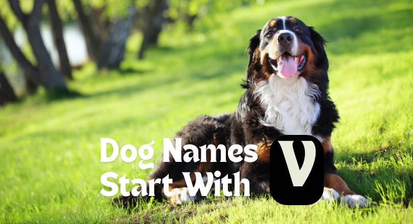 dog names that start with v