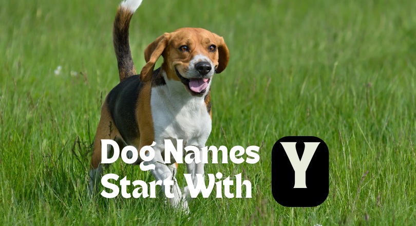 dog names that start with y