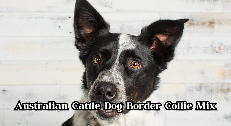 Australian Cattle Dog Border Collie Mix