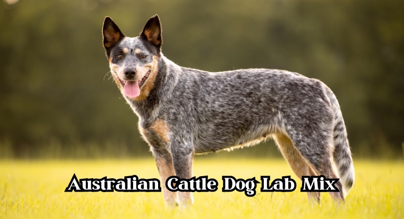 Australian Cattle Dog Lab Mix