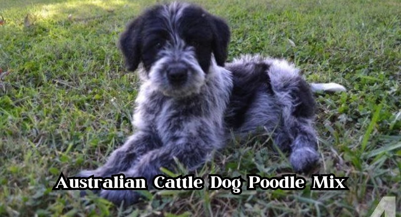 Australian Cattle Dog Poodle Mix