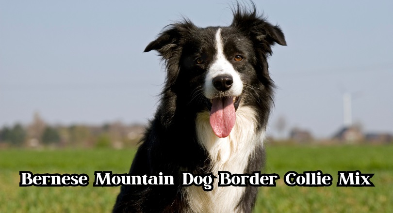 Bernese Mountain Dog Border Collie Mix