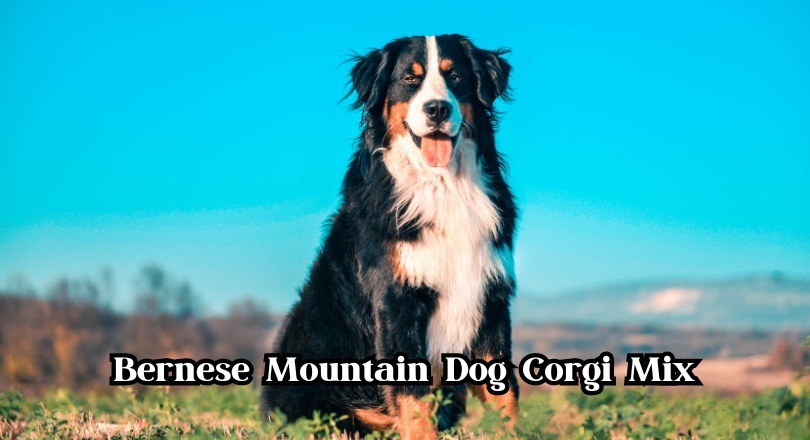 Bernese Mountain Dog Corgi Mix