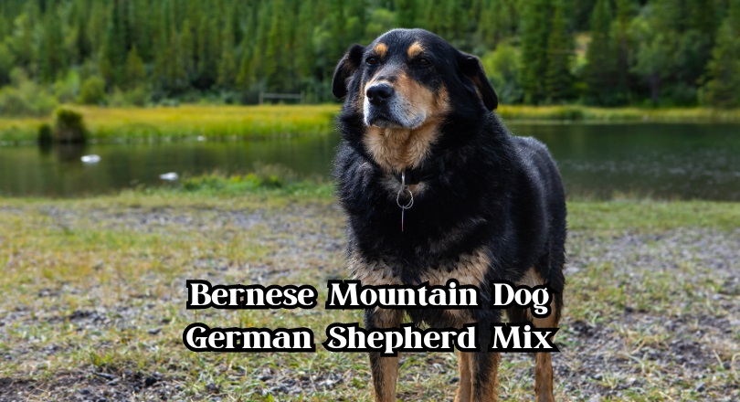 Bernese Mountain Dog German Shepherd Mix