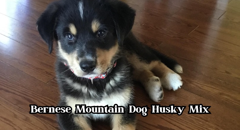 Bernese Mountain Dog Husky Mix